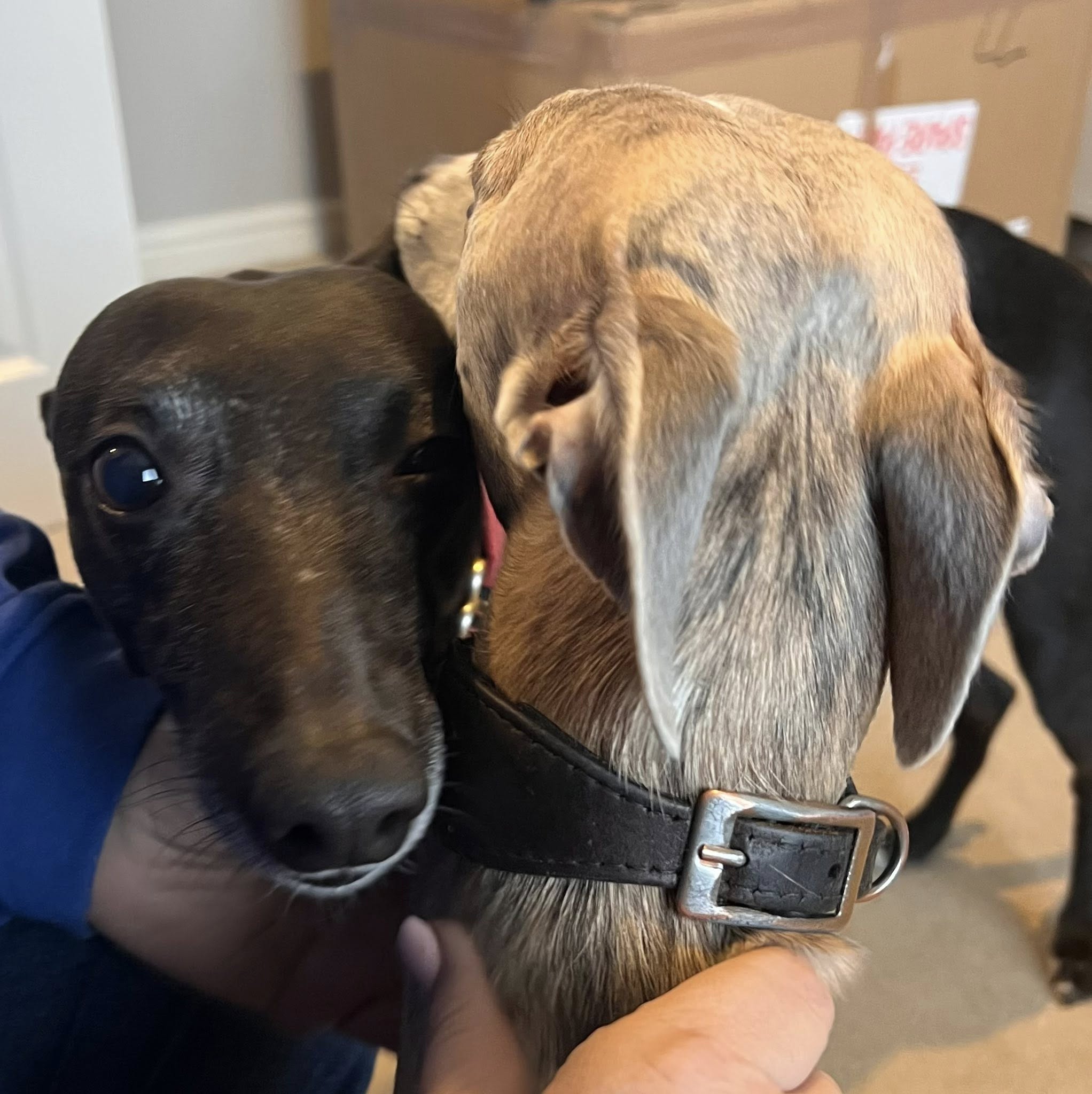 Bailey and Jet